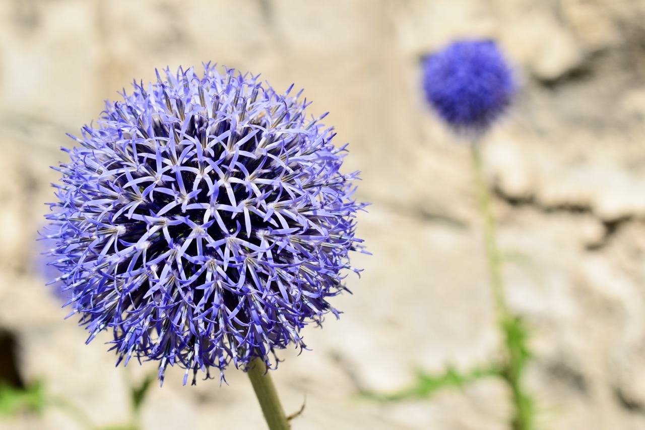 Serene nature photographs capturing diverse botanical scenes, autumn landscapes, rural beauty, and tranquil park settings. The images highlight intricate details, natural beauty, and the serene atmosphere of botanical gardens, parks, and rural fields.